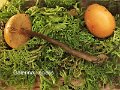 Galerina uncialis-amf2004-1